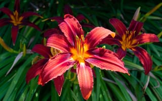 Картинка лилейник, цветы, лепестки