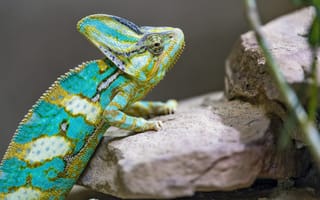Картинка хамелеон, пятна, рептилия