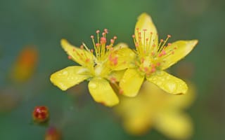 Картинка цветы, лепестки, капли