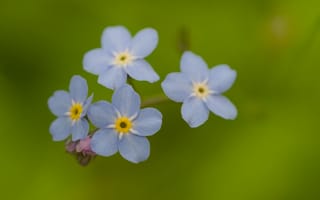 Картинка незабудки, цветы, синий