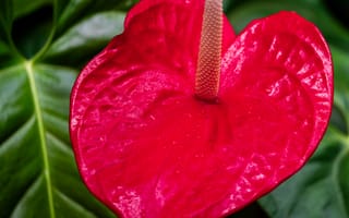 Картинка антуриум, цветок, лепесток