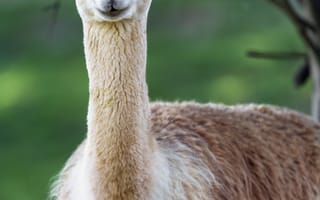 Картинка лама, милый, взгляд