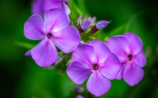 Картинка флокс, цветы, лепестки