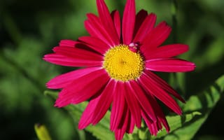 Картинка пиретрум, ромашка, цветок