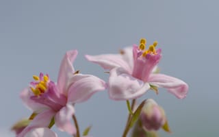 Картинка дейция, лепестки, цветы