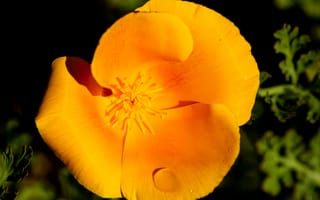 Картинка эшшольция, цветок, лепестки