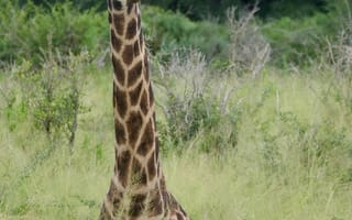 Картинка жираф, животное, пятна