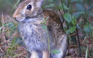 Картинка заяц, животное, ушки