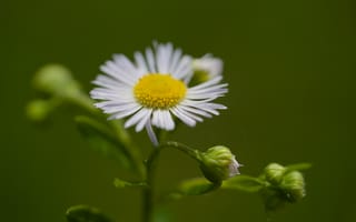 Картинка ромашка, лепестки, цветок