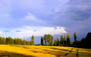 Картинка пейзаж, поле, лето