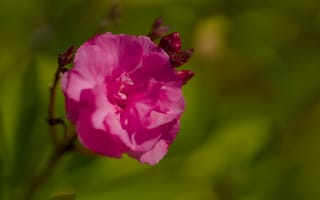 Картинка лепестки, цветок, роза