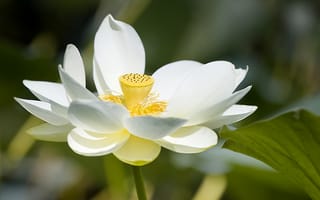 Картинка лотус, цветок, лепестки