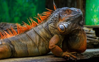 Картинка игуана, чешуя, шипы