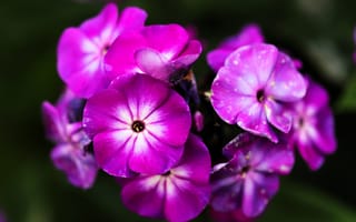 Картинка флоксы, цветы, лепестки