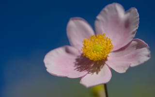 Картинка цветок, лепестки, макро