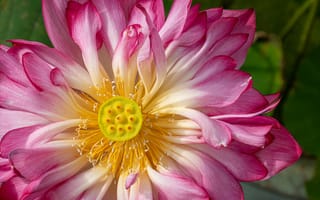 Картинка лотос, лепестки, макро