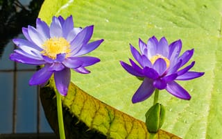 Картинка лотосы, кувшинка, цветы