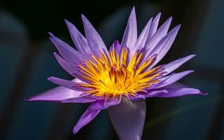 Картинка лотос, лилия, кувшинка