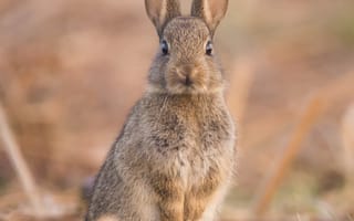 Картинка заяц, милый, забавный