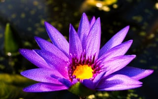 Картинка цветок, лепестки, капли