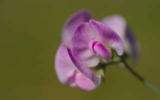 Картинка латирус, цветок, лепестки