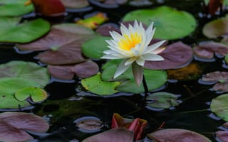 Картинка лотос, лепестки, цветок