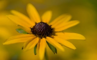 Картинка лепестки, цветок, макро