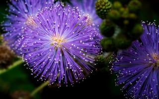 Картинка мимоза стыдливая, мимозы, цветы