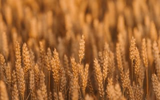Обои пшеница, колоски, поле