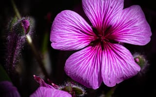 Картинка лепестки, цветы, бутоны