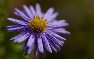 Картинка цветок, капли, лепестки