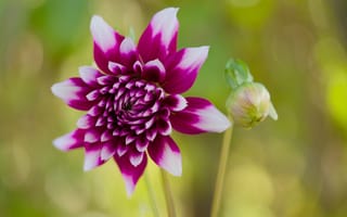 Картинка цветок, лепестки, бутон