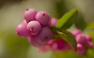 Картинка снежноягодник, ягоды, макро