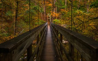 Картинка мост, деревья, листва