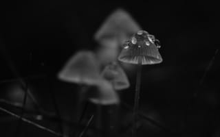 Картинка грибы, капли, трава