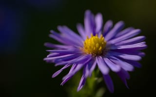 Картинка цветок, лепестки, фиолетовый