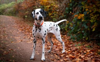 Картинка далматин, собака, животное