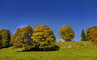 Картинка деревья, природа, трава