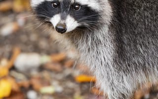 Картинка енот, осень, листья