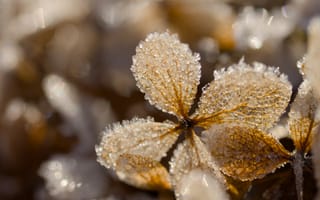 Картинка листья, лед, иней