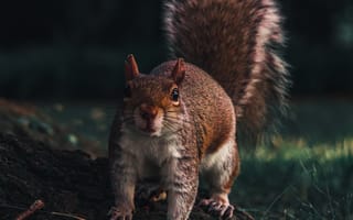 Картинка белка, взгляд, животное