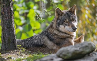 Картинка волк, лес, хищник