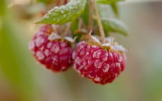 Картинка малина, макро, ягоды