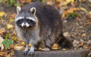 Картинка енот, дикая природа, лес