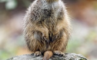 Картинка сурикат, природа, камень