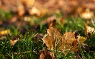 Картинка лист, осень, трава