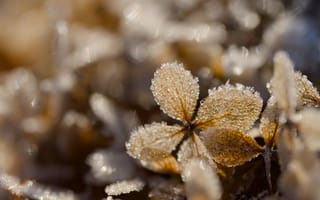 Картинка иней, листья, текстура