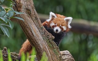 Картинка малая панда, взгляд, дерево