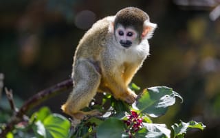 Картинка обезьяна, примат, животное