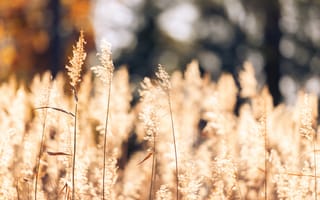 Картинка пшеница, растения, поле